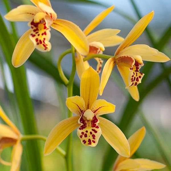 Orchids price 2024