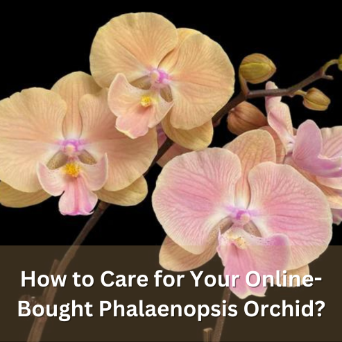 How To Care For Your Online-bought Phalaenopsis Orchid? – Orchid-tree