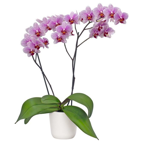 Buy Phalaenopsis Orchids Online India, Moth Orchid Colors Flower