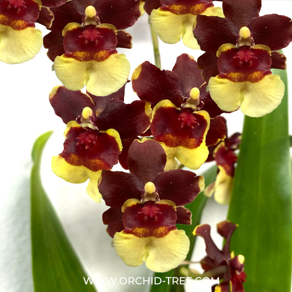 Buy Oncidium Jairak Fragrance Gum Pagan Orchid Online