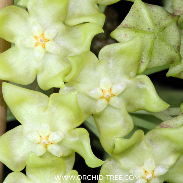 Hoya lambii – Orchid-Tree