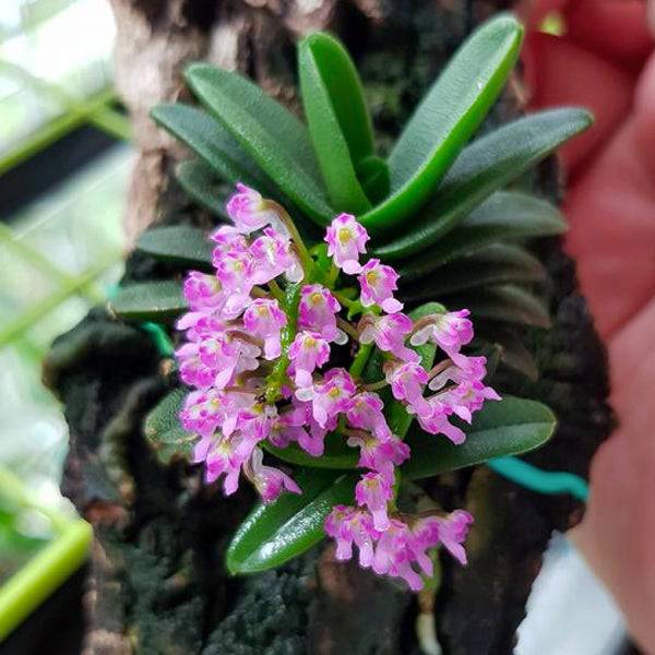 Schoenorchis fragrans sp. -| BS – Orchid-Tree