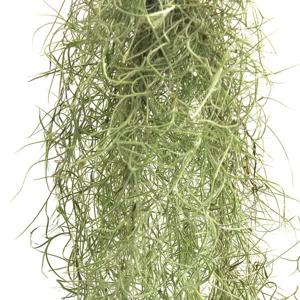 Spanish Moss 'Tillandsia usneoides' - Order Online