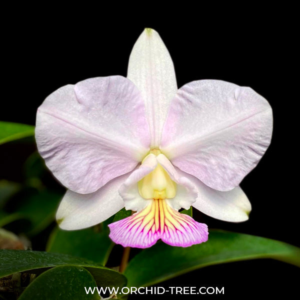 Buy Cattleya Nobilior Var. Amaliae Orchid Online | Orchid-tree