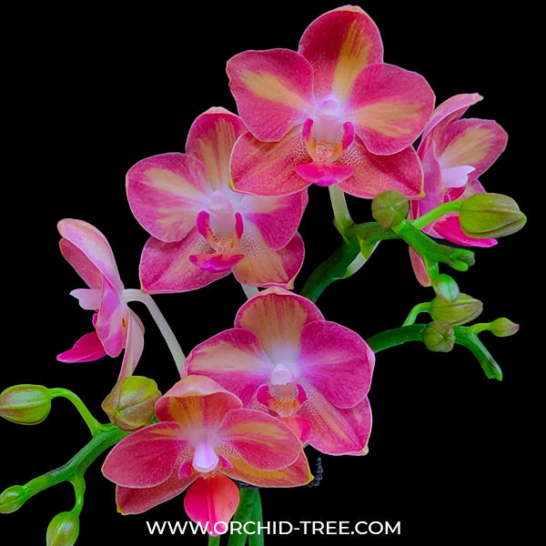 Buy Phalaenopsis Tying Shin Smart Orchid Online | Orchid Tree