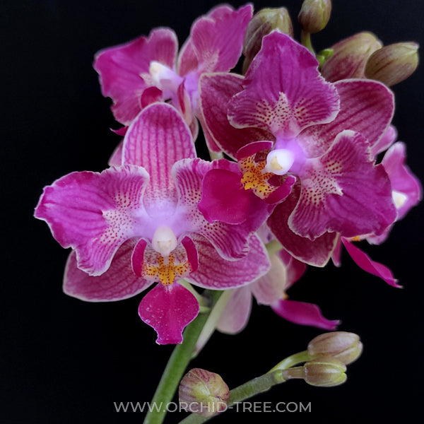 Phalaenopsis Tying Shin Sweet Girl – Orchid-Tree