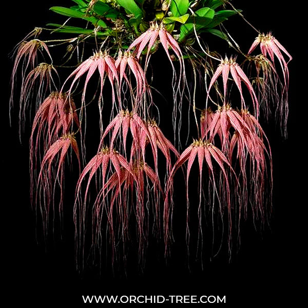 Bulbophyllum Flower Diversity: From Tiny Treasures to Giant Blooms