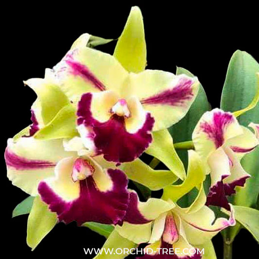 Unveiling the Queen: Exploring the World of Cattleya Orchids
