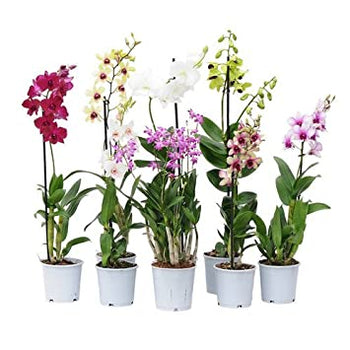 Comprehensive Guide to Growing Dendrobium Orchids – Orchid-Tree