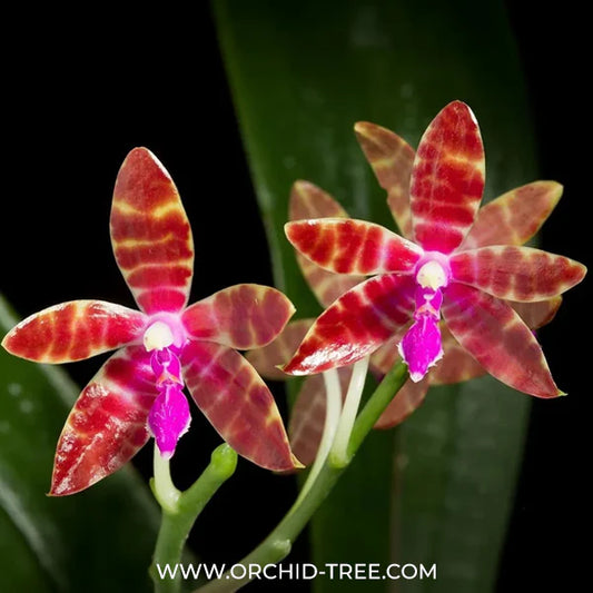 The Ultimate Guide to Buying Orchids Online