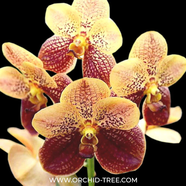 Best Reasons to Purchase Vanda Orchids Online and How to Discover the Best Deals