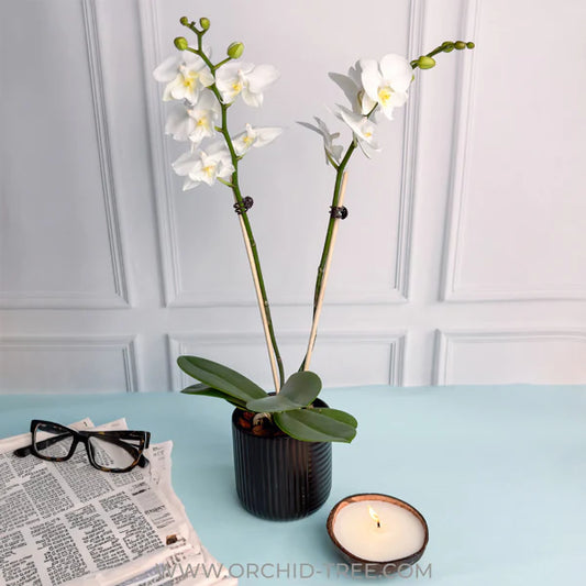 The Gift that Keeps on Blooming: Unveiling the Magic of Orchid Plant Gifts