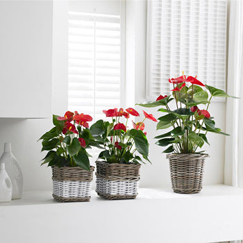 Anthurium Care Guide | How to grow Anthuriums at home? | Orchid-tree ...