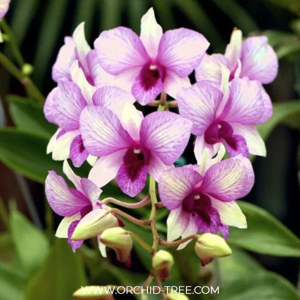 Effortless Elegance: Buy Breathtaking Dendrobium Orchids Online Today ...