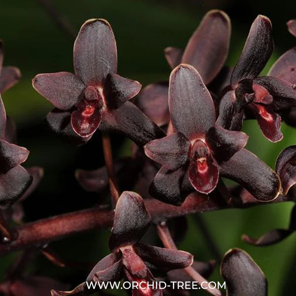 How to Purchase Cymbidium Orchid Plants Online: Steps You Should Know