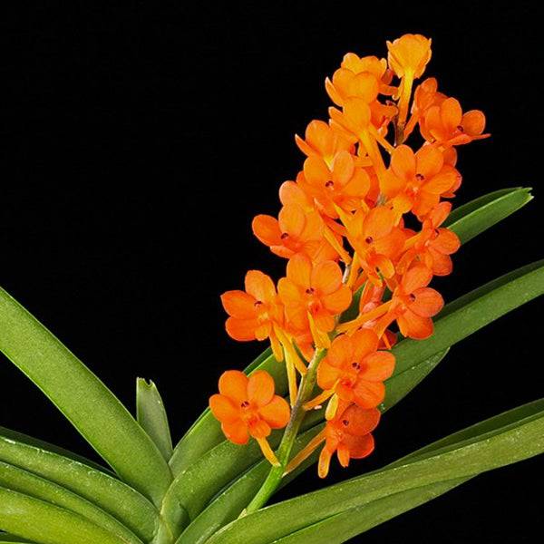 Discover The Best Ways To Take Care Of Vanda Orchids – Orchid-Tree