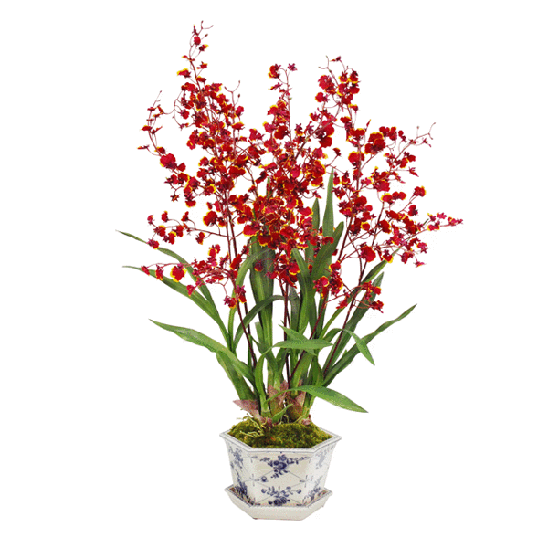 Buy Oncidium Orchids Online India | Dancing lady oncidium online ...