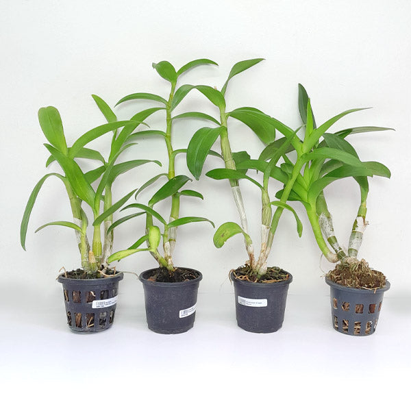 Dendrobium Mature Plants Combo