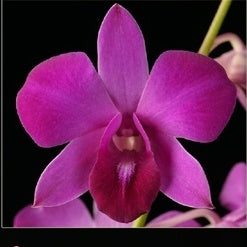 Dendrobium Panjarat Pink Orchid Plant- BS