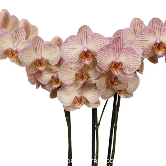 Phalaenopsis Varese Orchid Plant - FF (2spikes)