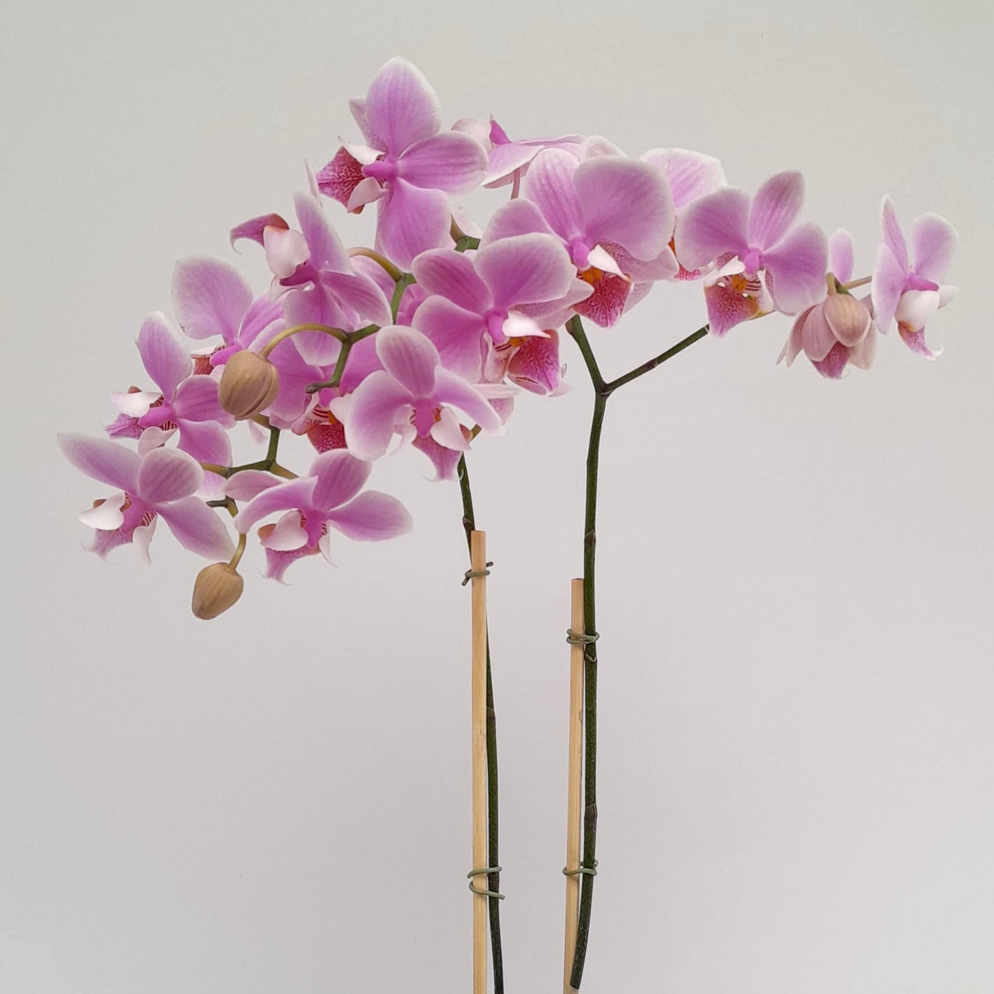 Phalaenopsis Aquarelle Orchid Plant - BS