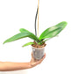 Phalaenopsis Fuller's Goddness Orchid Plant - FF