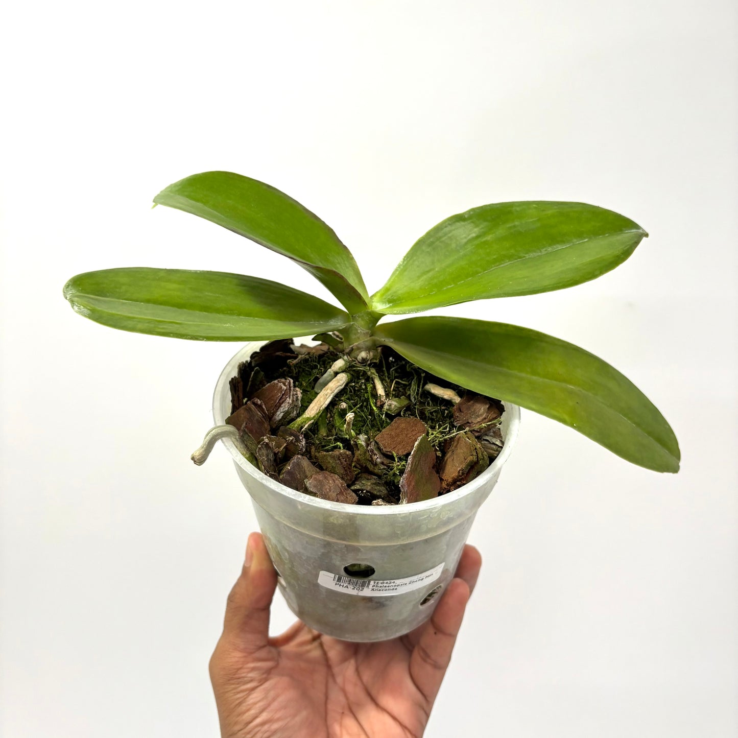 Phalaenopsis Zheng Min Anaconda -FF