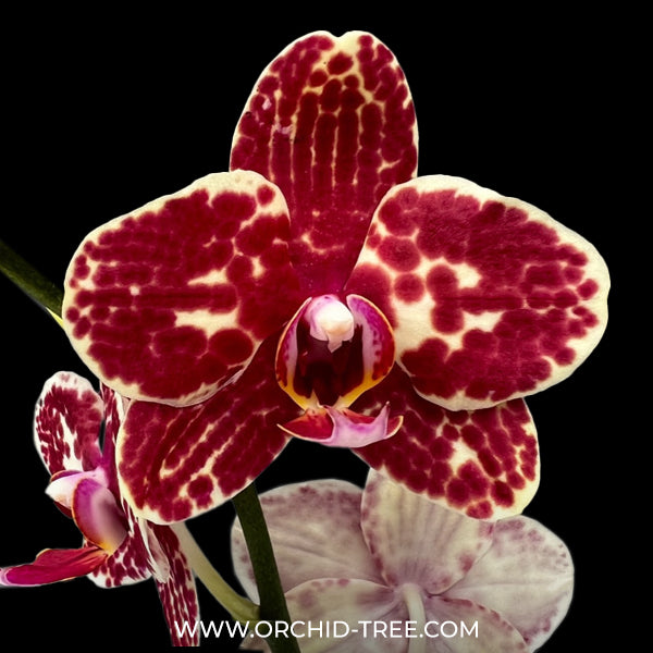 Phalaenopsis I-Hsin Adzuki Bean - FF