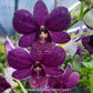 Dendrobium Airway Blue - BS