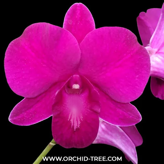 Dendrobium Airy Jumbo Red Orchid Plant - BS