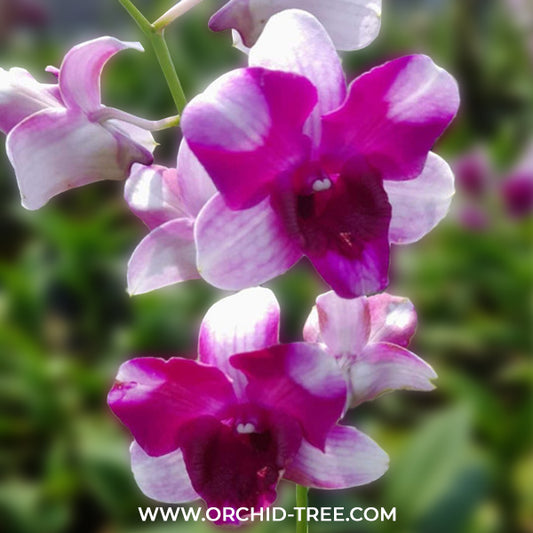 Dendrobium Alien Pink Orchid Plant - MS