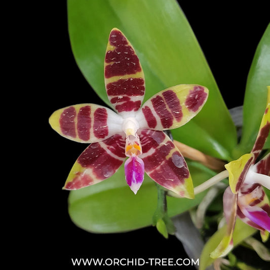 Phalaenopsis CTL Ambo Tetralacea Orchid Plant - FF