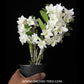 Dendrobium Angel Baby Orchid Plant - BS