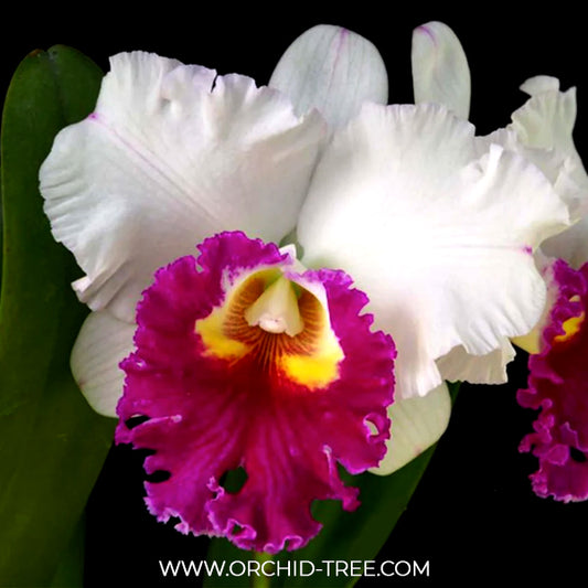 Cattleya (Rlc.) Ann Joy No.2 Orchid Plant - BS