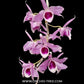 Dendrobium anosmum var. alba x Nestor Orchid Plant - FF