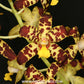 Ansellia africana sp. Orchid Plant - MS