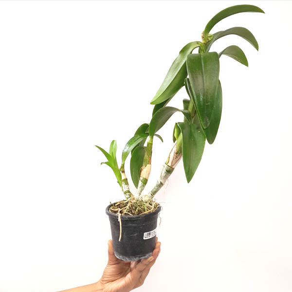 Dendrobium Anchang 1170 Orchid Plant - FF