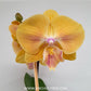 Phalaenopsis Golden Aphrodite Orchid Plant - FF