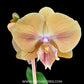 Phalaenopsis Golden Aphrodite Orchid Plant - FF