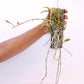 Dendrobium aphyllum trilabelo 'Shining Pink' Orchid Plants - FF