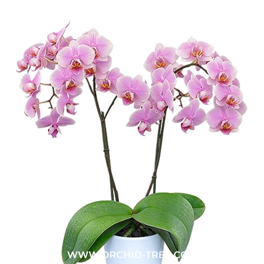 Phalaenopsis Aquarelle Orchid Plant - FF