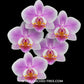 Phalaenopsis Aquarelle Orchid Plant - FF