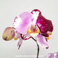 Phalaenopsis Art Nouveau Orchid Plant - FF