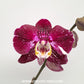 Phalaenopsis Art Nouveau Orchid Plant - FF