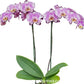 Phalaenopsis Art Nouveau Orchid Plant - FF