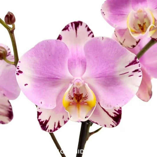 Phalaenopsis Art Nouveau Orchid Plant - FF