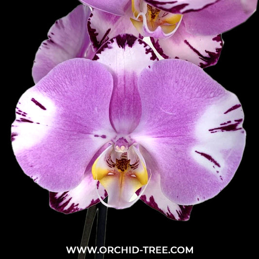 Phalaenopsis Art Nouveau Orchid Plant - FF