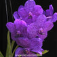 Vanda (Ascda.) Princess Mikasa Blue Orchid Plant - BS