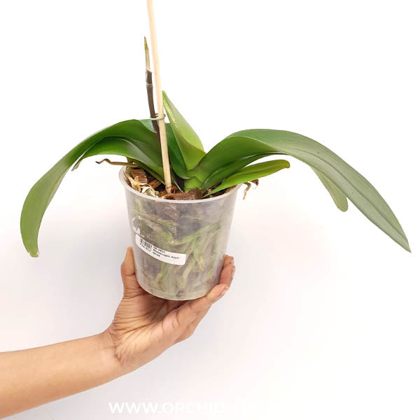 Phalaenopsis Avant Garde Orchid Plant - FF