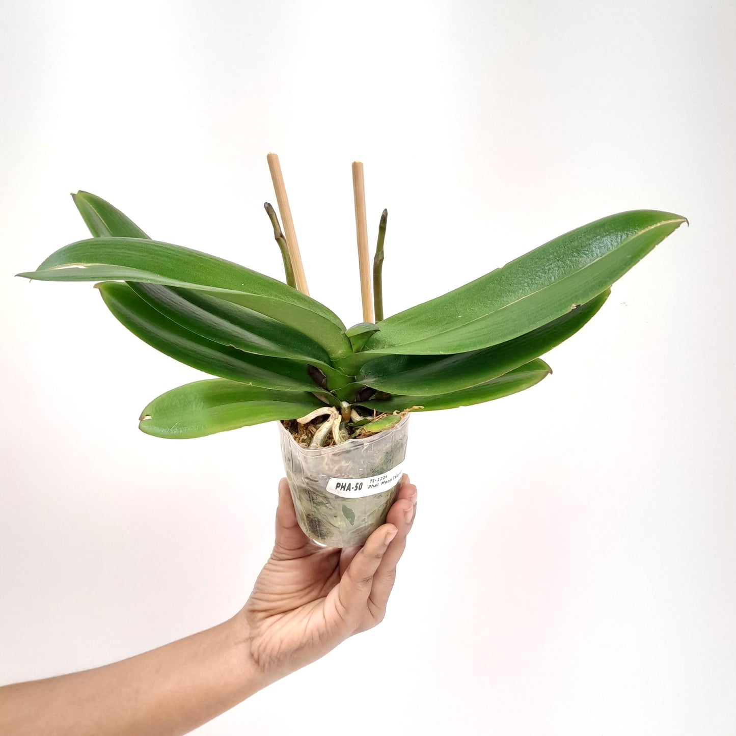 Phalaenopsis Moon Island Orchid Plant -FF